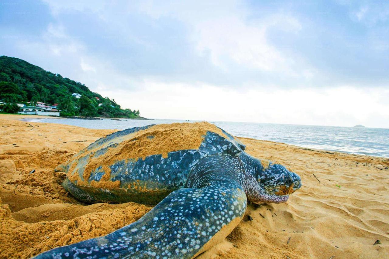Kavidi Home Stay Tangalle Esterno foto